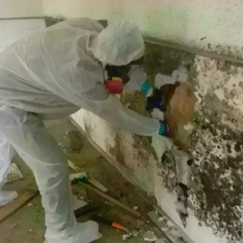 Mold Remediation and Removal in Union City, PA